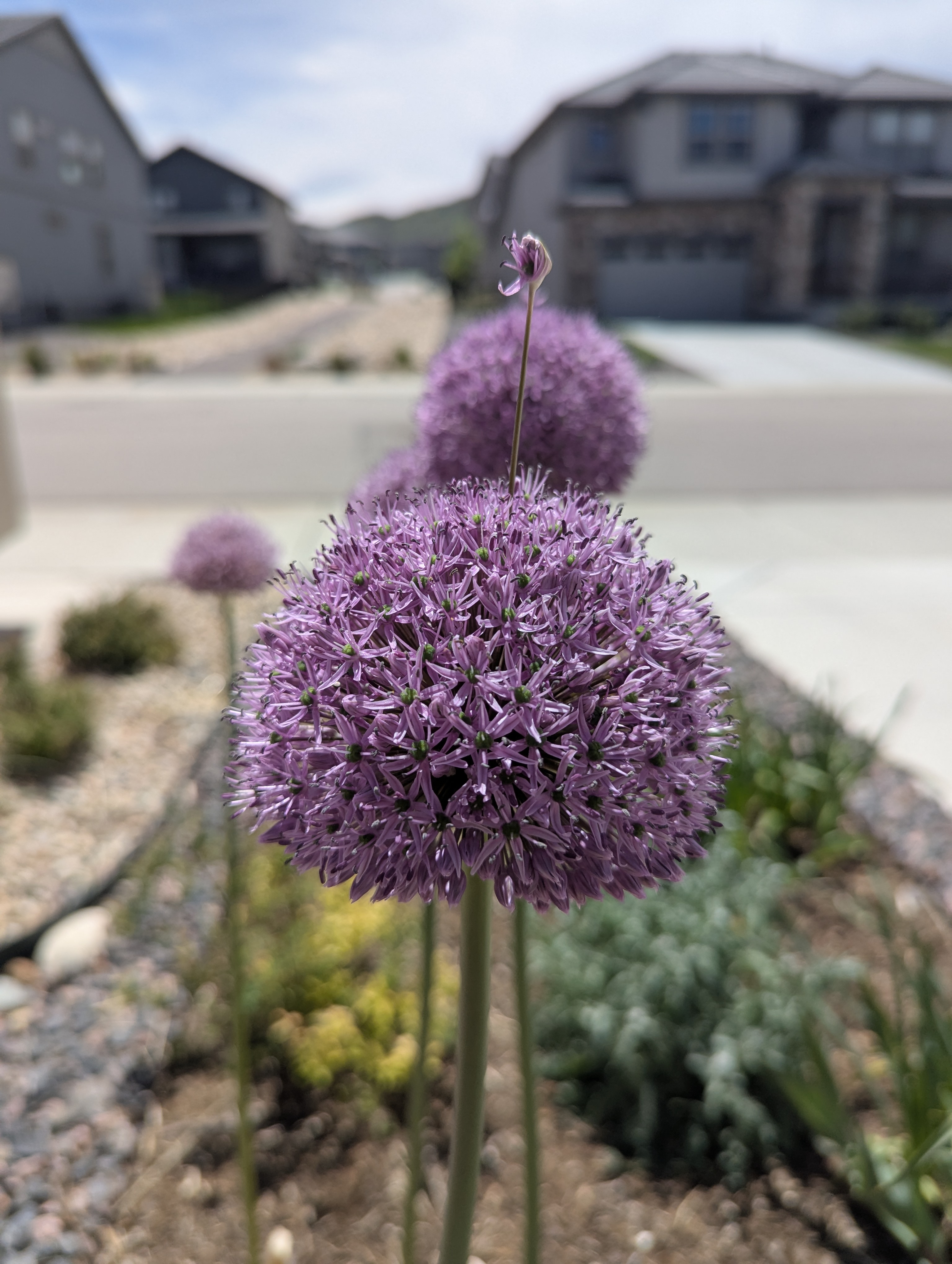 Garden, Flowers, Morrison, Colorado